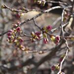 さくらまつりを前につぼみを膨らませている津山城の桜=2024年3月18日、午前8時54分、岡山県津山市で