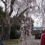 千光寺の枝垂桜を楽しむ行楽客=2024年3月28日午後0時10分、岡山県津山市で