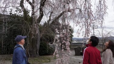 千光寺の枝垂桜を楽しむ行楽客=2024年3月28日午後0時10分、岡山県津山市で
