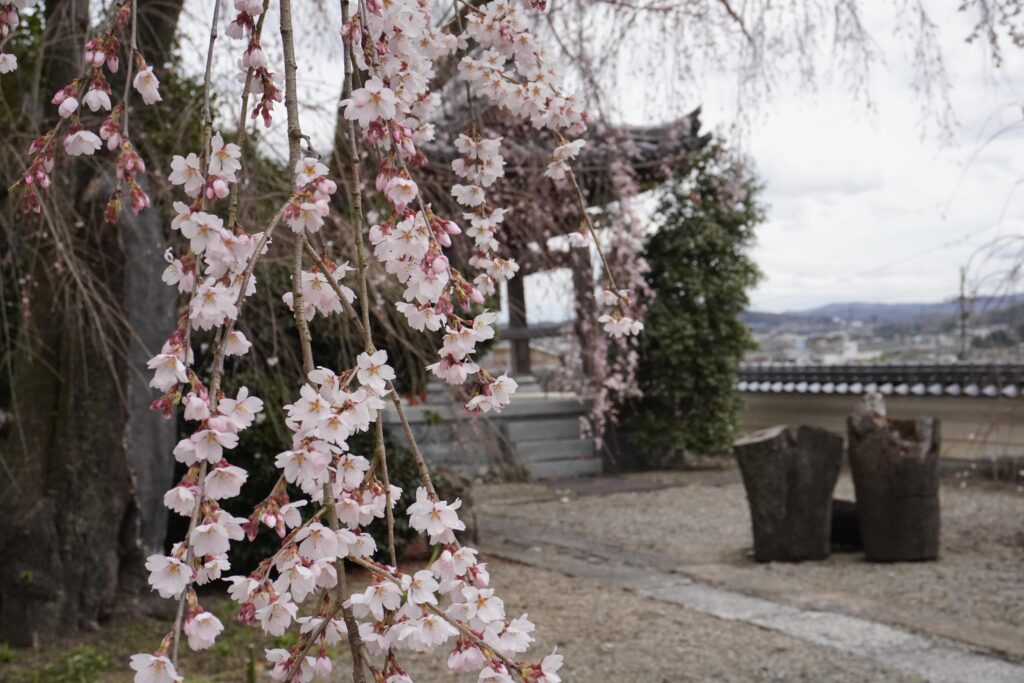 見頃を迎えた千光寺の枝垂桜=2024年3月28日午後0時10分、岡山県津山市で