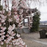 見頃を迎えた千光寺の枝垂桜=2024年3月28日午後0時10分、岡山県津山市で