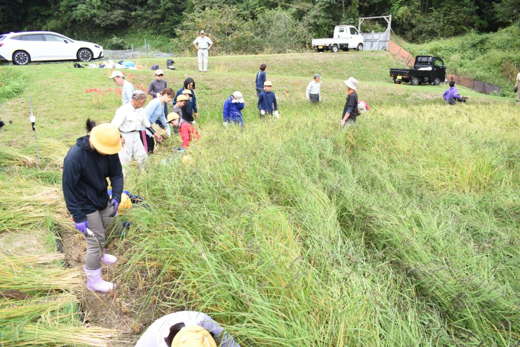 汗を流し稲刈りに励む子どもたち