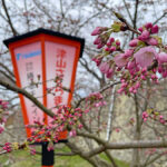 ぼんぼりと開花前の桜＝2024年3月28日 午前9時55分