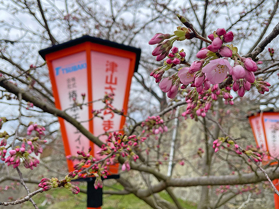 ぼんぼりと開花前の桜＝2024年3月28日 午前9時55分