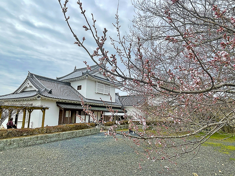 蕾をつける桜と備中櫓＝2024年3月28日 午前10時00分