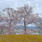天守閣周辺にて開花前の桜＝2024年3月28日 午前10時04分