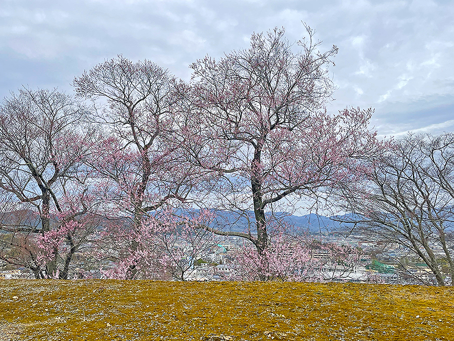 天守閣周辺にて開花前の桜＝2024年3月28日 午前10時04分