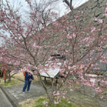 表門周辺にて咲き始める桜＝2024年3月28日 午前10時28分