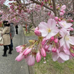 他に先駆けて咲き始める表門周辺の桜＝2024年3月28日 午前10時29分