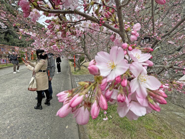 他に先駆けて咲き始める表門周辺の桜＝2024年3月28日 午前10時29分