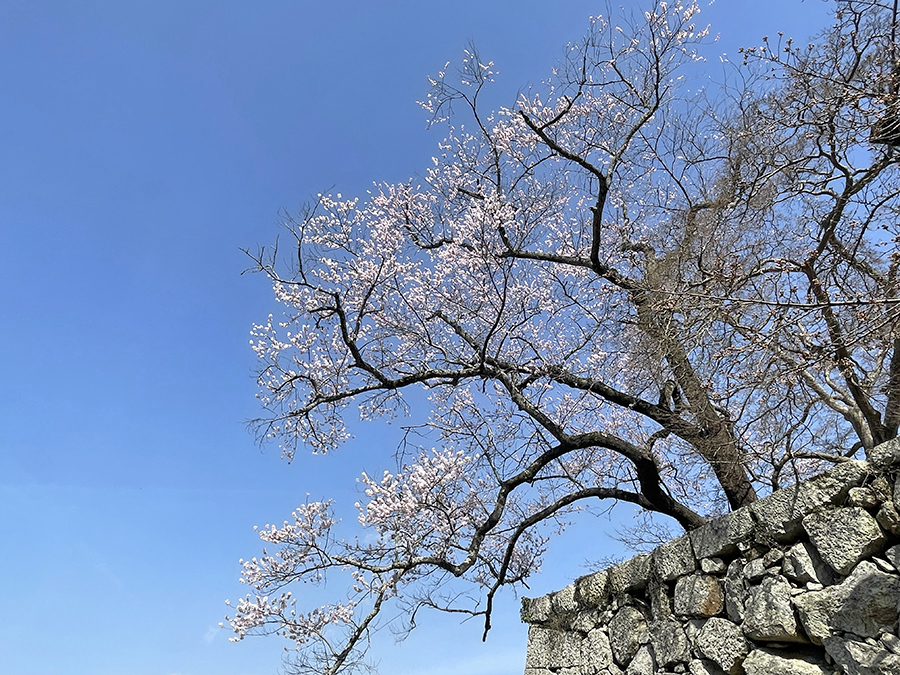 裏切手門周辺で咲く桜=2024年3月30日午前9時59分