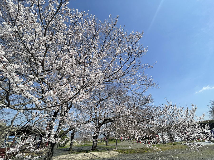綺麗に咲く本丸周辺の桜=2024年3月30日午前10時14分