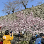 見ごろを迎えた桜を撮影する観光客=2024年3月30日午前9時52分