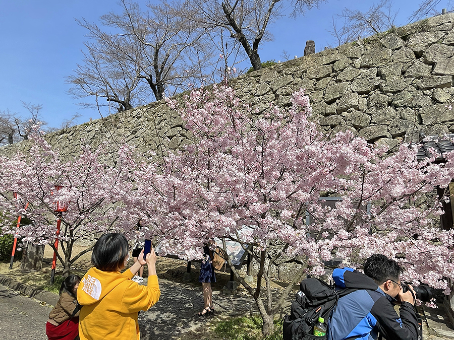 見ごろを迎えた桜を撮影する観光客=2024年3月30日午前9時52分