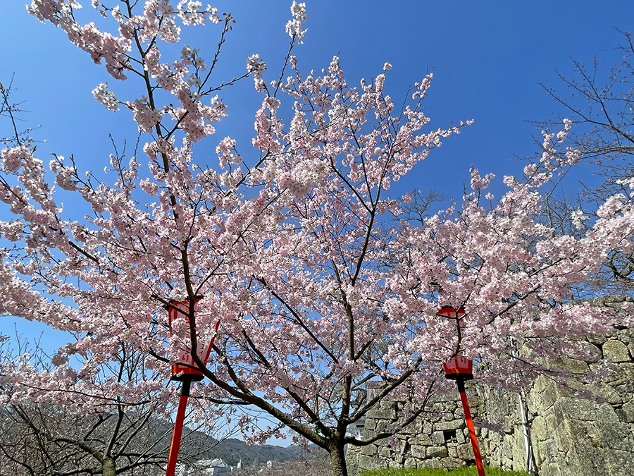 二の丸付近にて綺麗に咲く桜=2024年4月1日午前10時31分