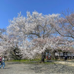 本丸の備中櫓付近に咲く桜=2024年4月1日午前10時33分