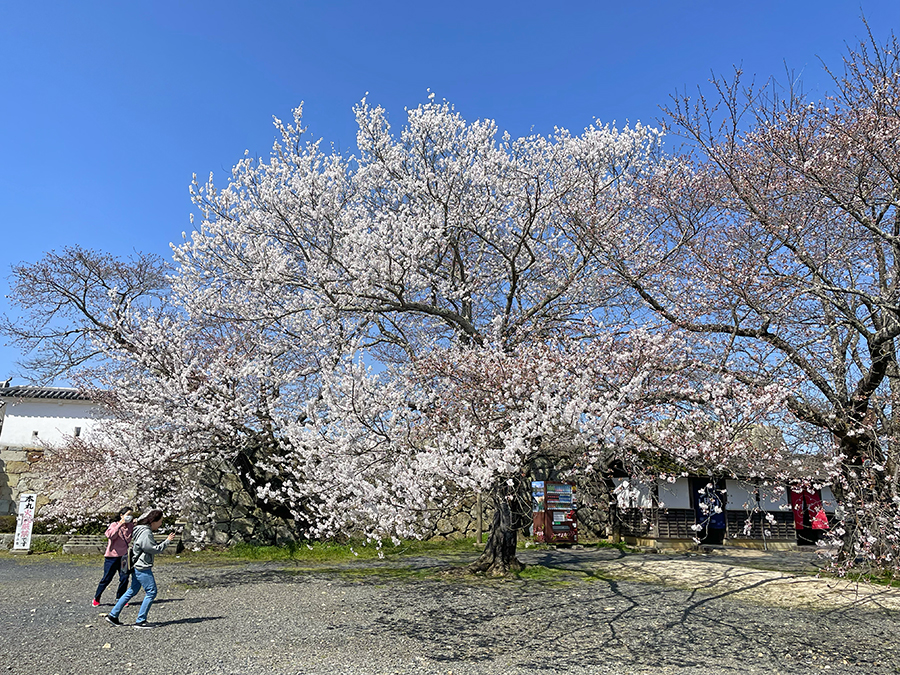 本丸の備中櫓付近に咲く桜=2024年4月1日午前10時33分