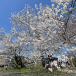 本丸にて咲き誇る桜=2024年4月1日午前10時34分