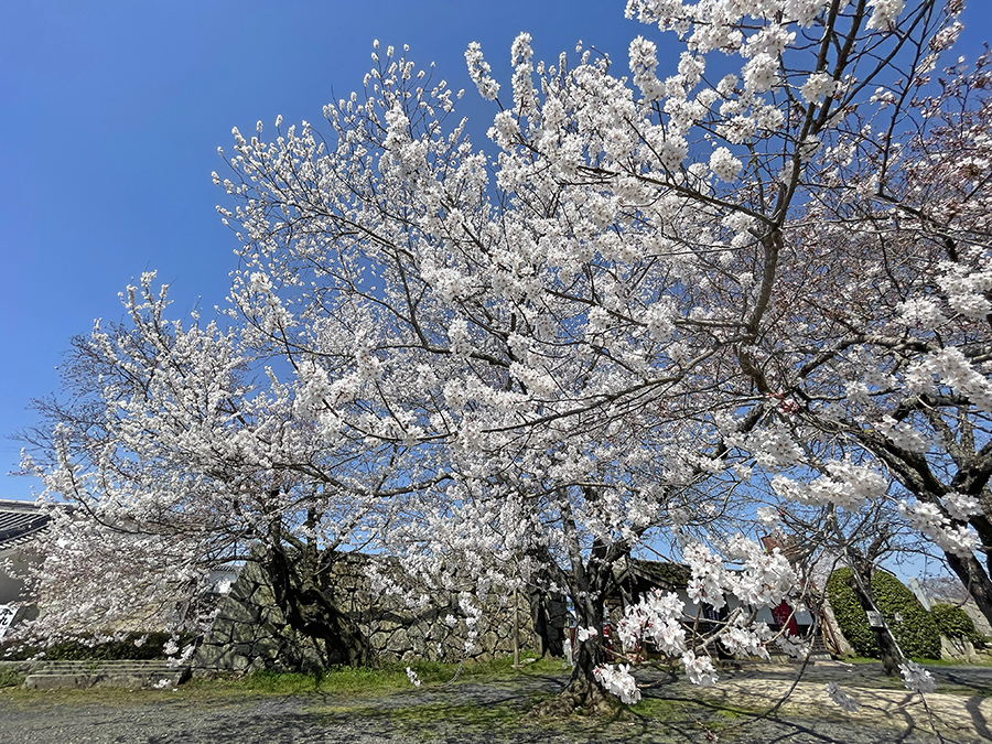 本丸にて咲き誇る桜=2024年4月1日午前10時34分