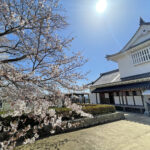 太陽と備中櫓と桜=2024年4月1日午前10時35分