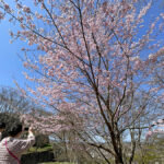 開花した桜を撮影する来場者=2024年4月1日午前10時41分