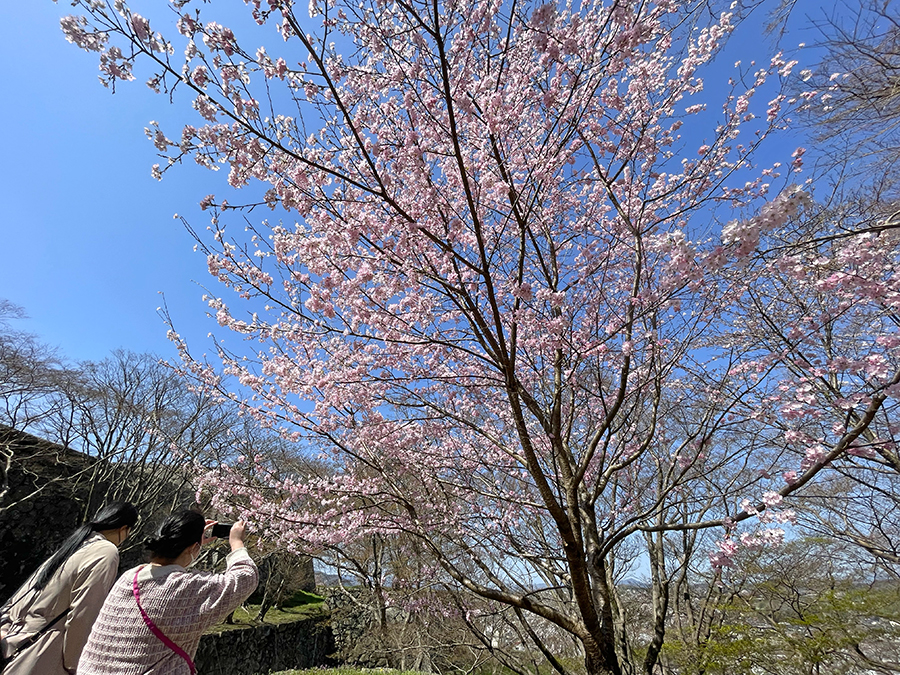 開花した桜を撮影する来場者=2024年4月1日午前10時41分