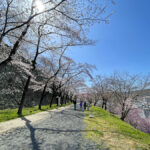 三の丸の桜の通路を楽しむ来場者=2024年4月1日午前10時47分