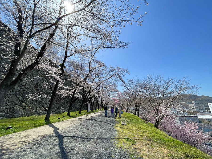 三の丸の桜の通路を楽しむ来場者=2024年4月1日午前10時47分