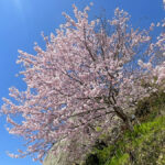 見ごろを迎えるつるまる広場周辺の桜=2024年4月1日午前10時56分