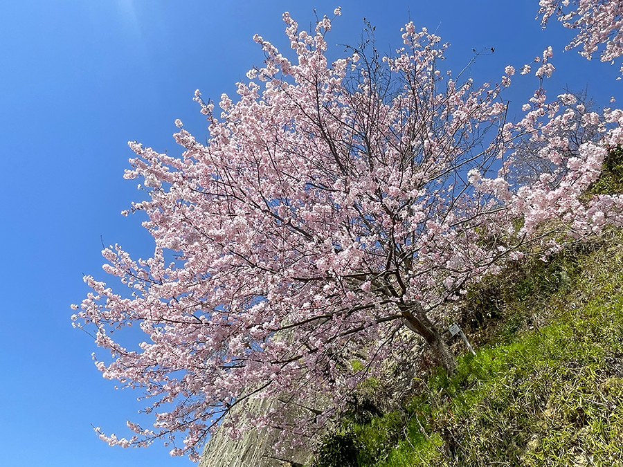 見ごろを迎えるつるまる広場周辺の桜=2024年4月1日午前10時56分