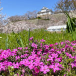 花壇に咲く芝桜と備中櫓=2024年4月1日午前10時57分