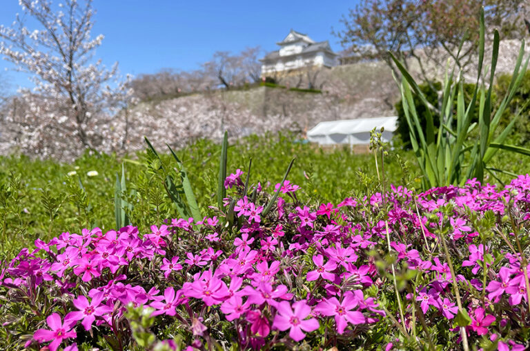 花壇に咲く芝桜と備中櫓=2024年4月1日午前10時57分