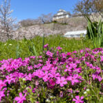 花壇に咲く芝桜と備中櫓=2024年4月1日午前10時57分