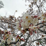 雨の中の桜と曇り空=2024年4月3日午前9時25分