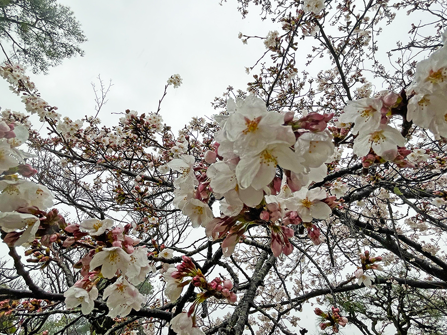雨の中の桜と曇り空=2024年4月3日午前9時25分