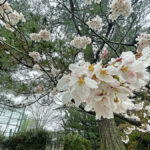 雨の中、花を咲かせる衆楽園の桜=2024年4月3日午前9時26分