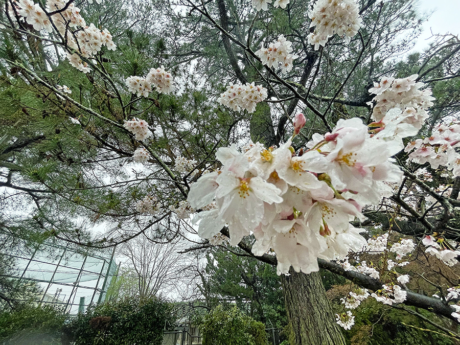 雨の中、花を咲かせる衆楽園の桜=2024年4月3日午前9時26分