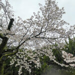 衆楽園にて雨の中で見ごろを迎える桜=2024年4月3日午前9時28分