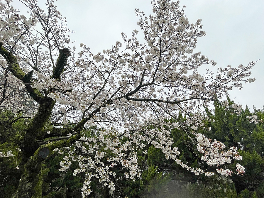 衆楽園にて雨の中で見ごろを迎える桜=2024年4月3日午前9時28分