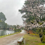 雨の衆楽園と桜=2024年4月3日午前9時28分