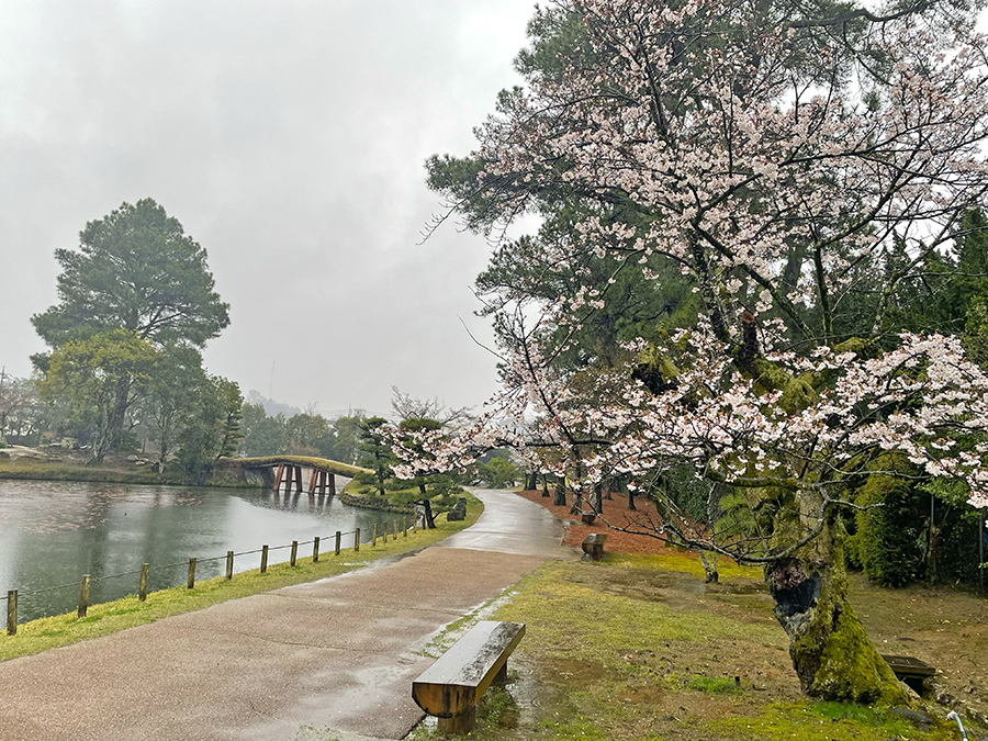 雨の衆楽園と桜=2024年4月3日午前9時28分