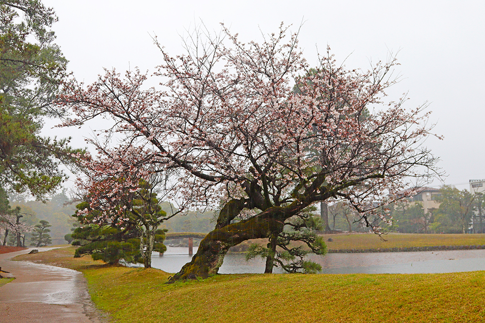 衆楽園にて出入口付近に咲く桜＝2024年4月3日午前9時19分