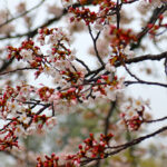 衆楽園にて雨の中の桜=2024年4月3日午前9時19分