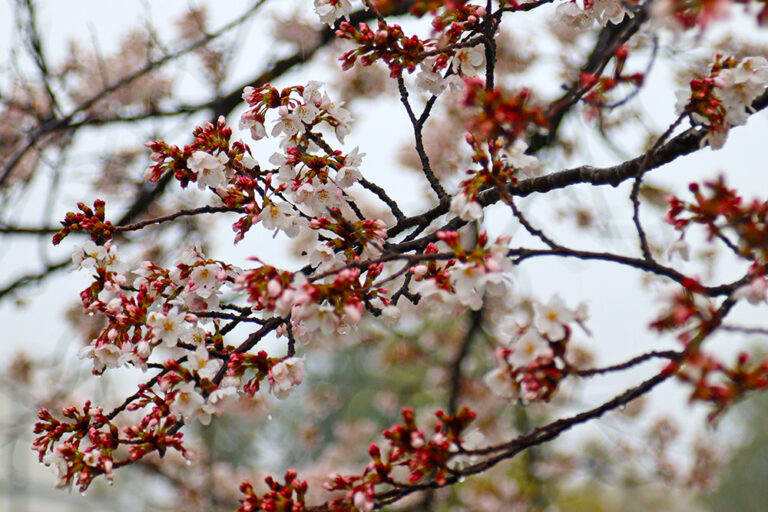 衆楽園にて雨の中の桜=2024年4月3日午前9時19分