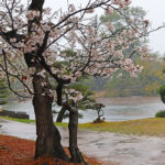 雨の衆楽園にて桜と鳥＝2024年4月3日午前9時19分