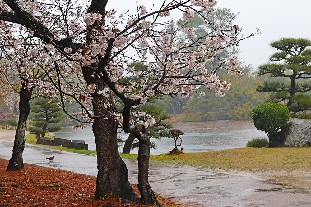 雨の衆楽園にて桜と鳥＝2024年4月3日午前9時19分