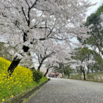 津山城の入り口周辺に咲く桜=2024年4月4日午前10時15分