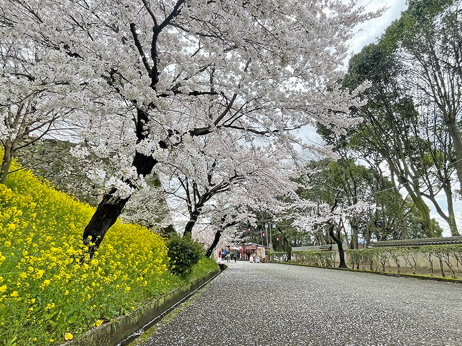 津山城の入り口周辺に咲く桜=2024年4月4日午前10時15分