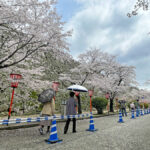 津山城入り口周辺で咲く桜=2024年4月4日午前10時17分