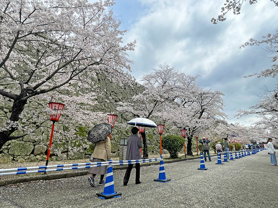 津山城入り口周辺で咲く桜=2024年4月4日午前10時17分